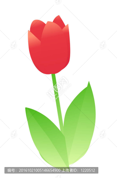 郁金香的花朵