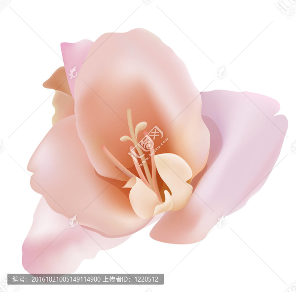 一朵粉紅色的木蘭花