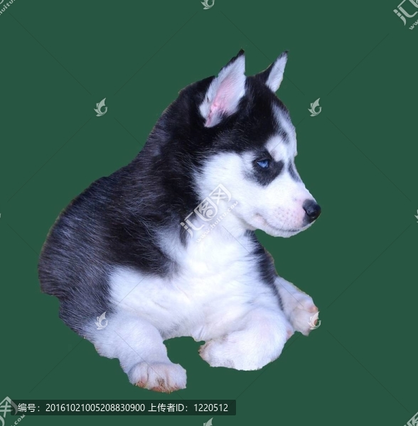 Husky的小狗