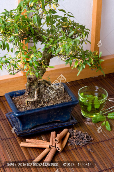 草本植物和盆景