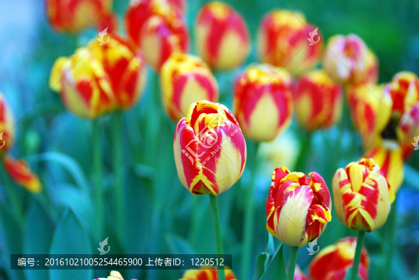 花園里郁金香混合的顏色