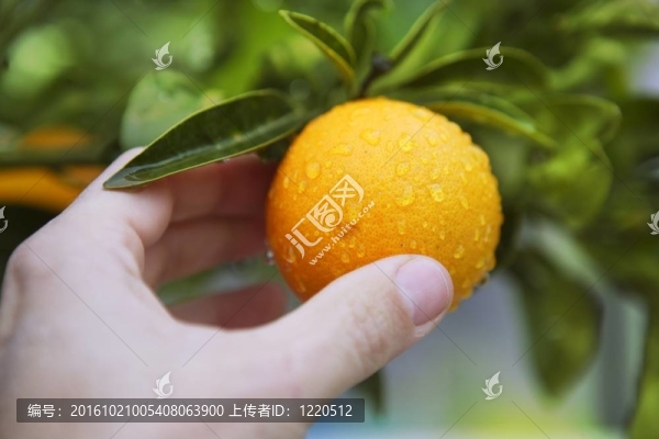 橘子樹上人手捧水果