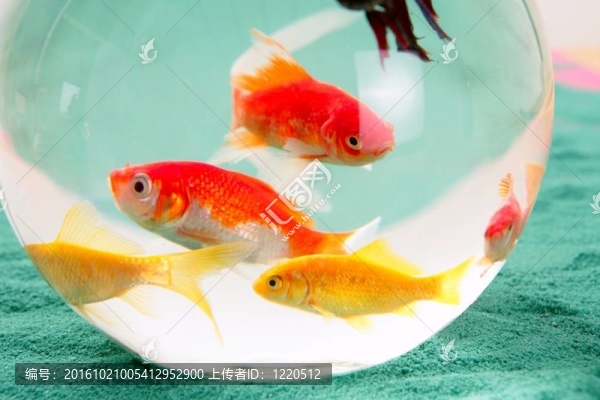在一個(gè)圓形玻璃碗紅鯉魚寵物綠色背景；