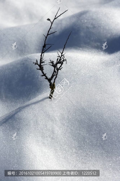 干枝孤樹喻雪沙漠