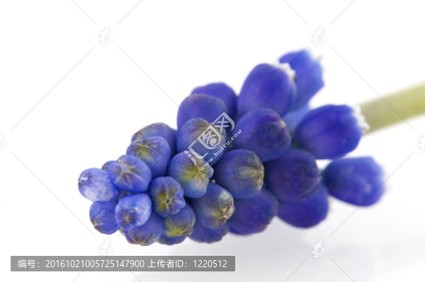 藍色的葡萄風(fēng)信子