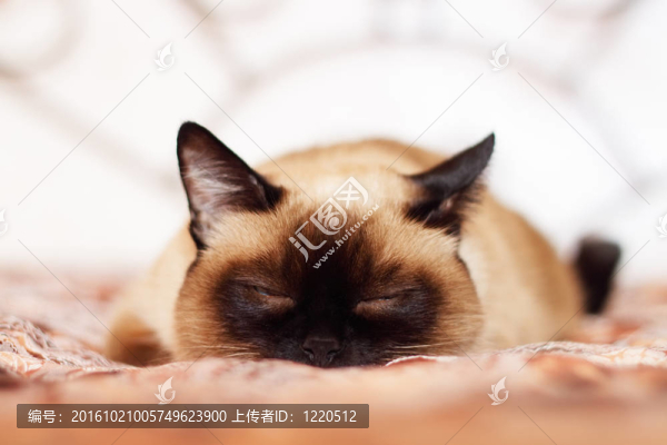 暹羅貓亮背景