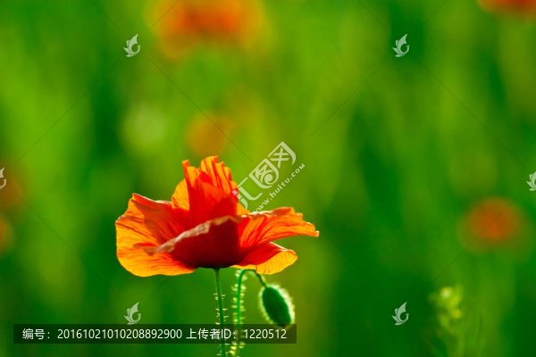 紅色的罌粟花田