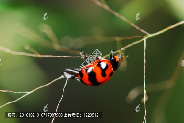 綠色甲蟲
