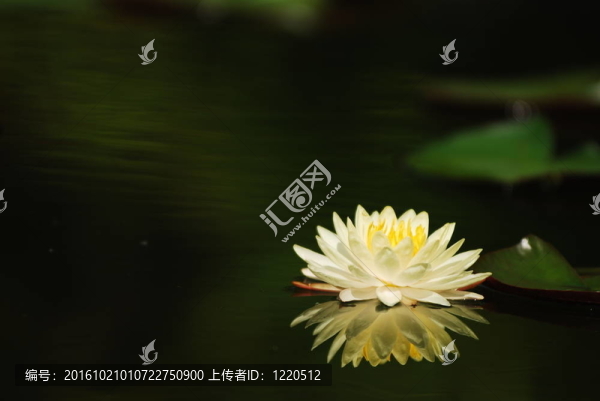蓮花