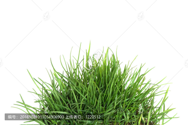 綠色的草