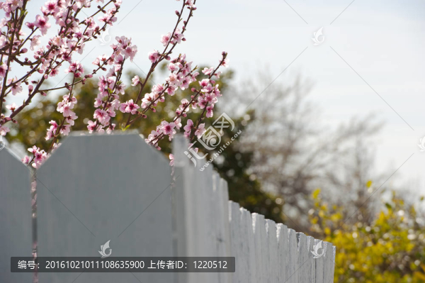 櫻花偷看過柵欄