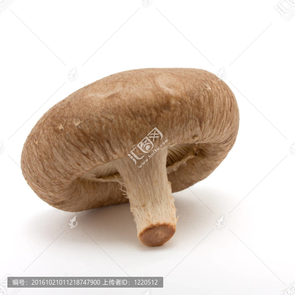 香菇