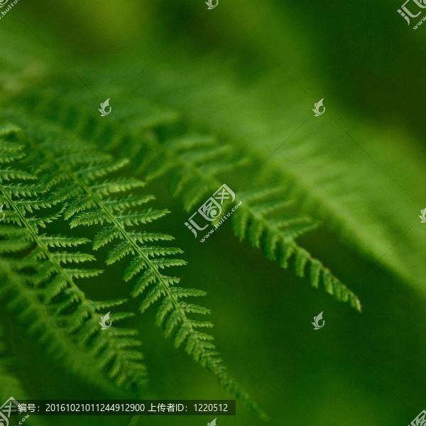 蕨類植物