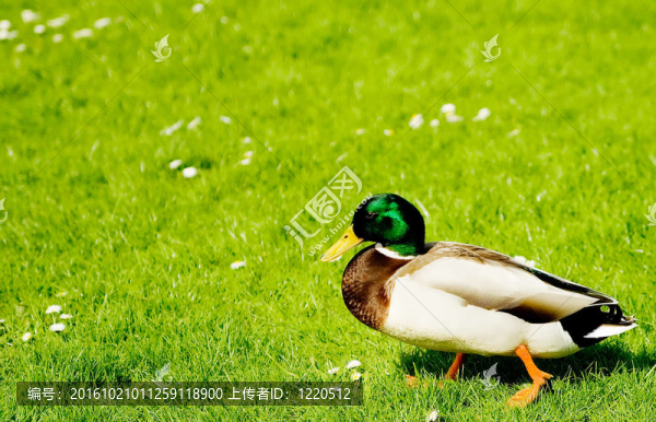 鴨