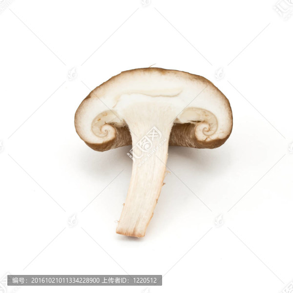 香菇