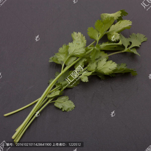 香菜