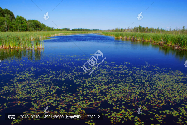 在河lillypads