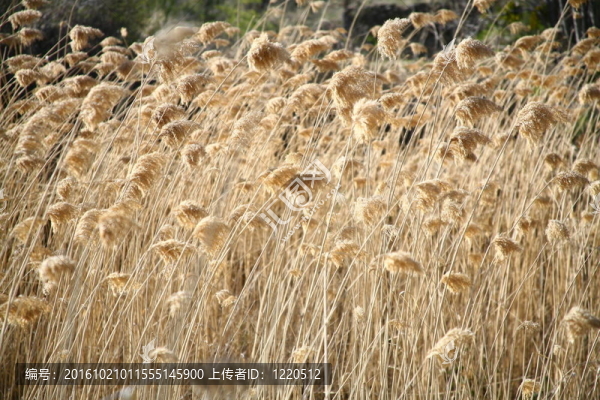 蘆葦背景