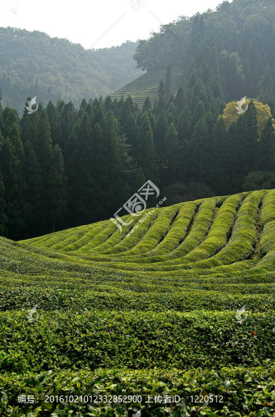 綠茶領(lǐng)域