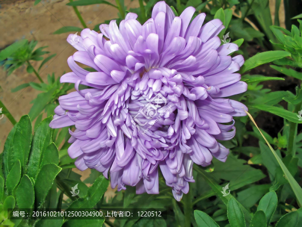 丁香花紫菀