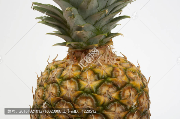 菠蘿