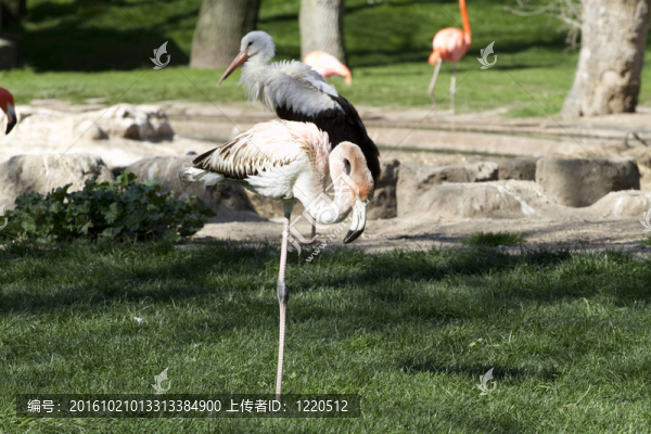 從動物園的火烈鳥的肖像