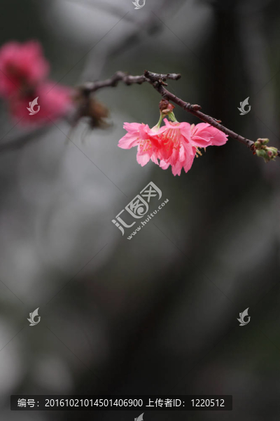 櫻花