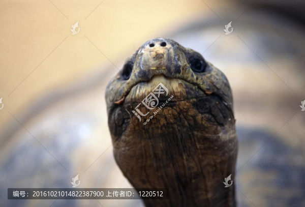 加拉帕戈斯陸龜