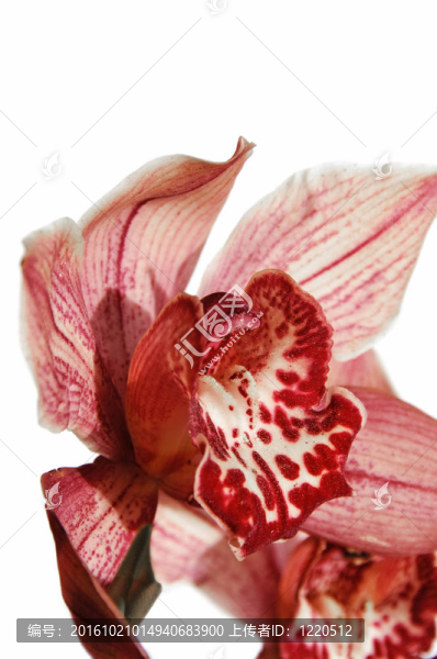 蘭花