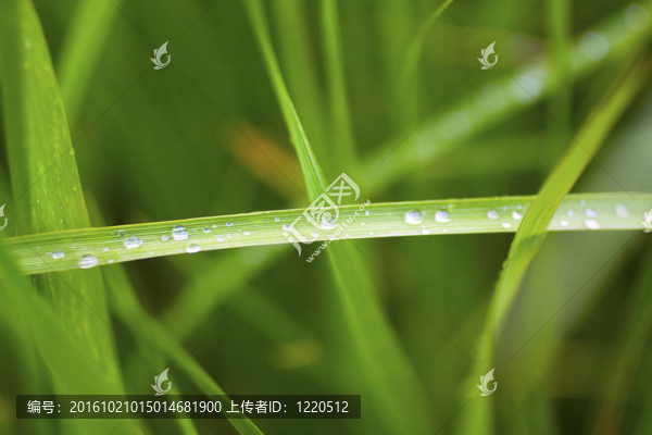 小草
