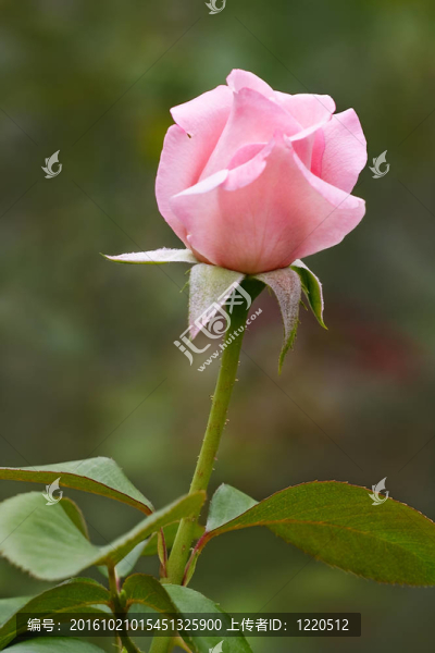粉紅色的玫瑰花蕾