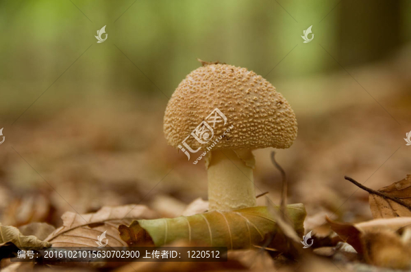 蘑菇