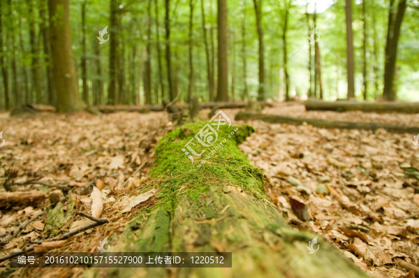 苔蘚