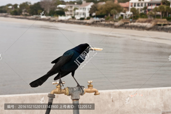 在水龍頭吃餅干的黑鳥