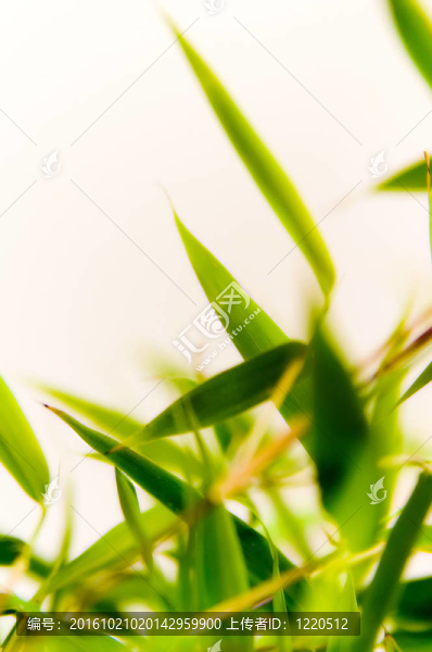 竹