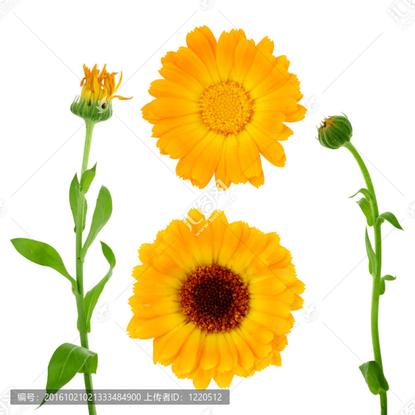 金盞花新鮮的花束