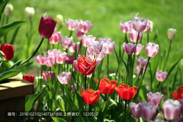 花園里的郁金香。