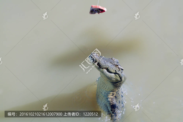 跳鱷