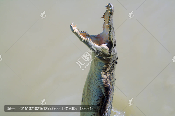 跳鱷
