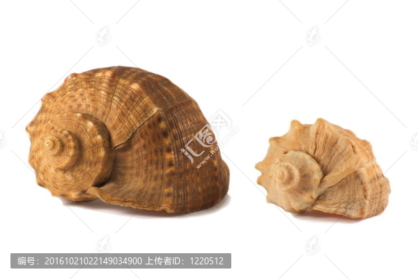 貝殼2879