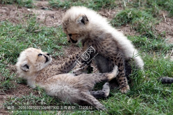 獵豹幼崽