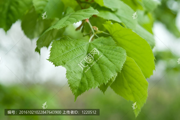 菩提樹的葉子