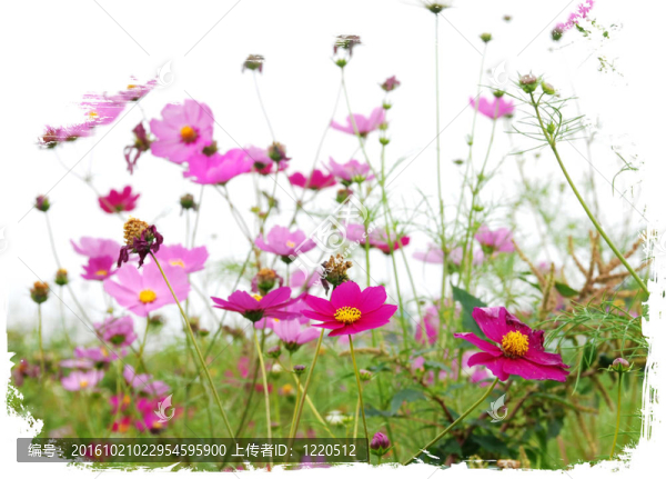 白花紅花林