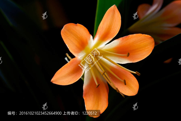 君子蘭