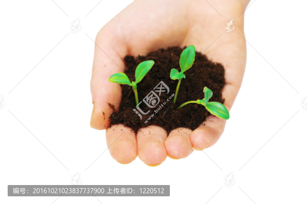 在白色背景上分離的手控秧苗
