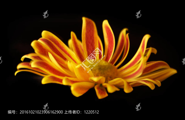黑色黃色和紅色的花isolatel