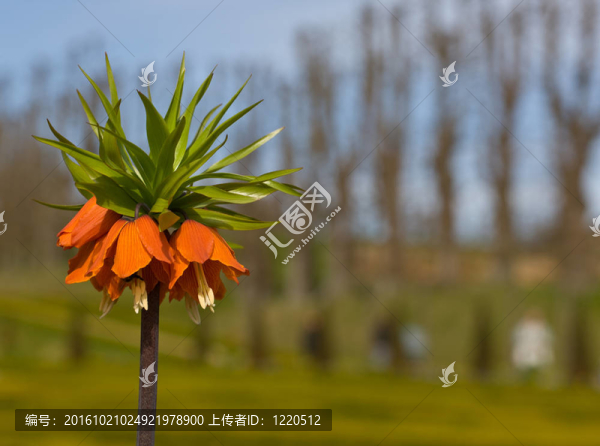 種質(zhì)資源研究