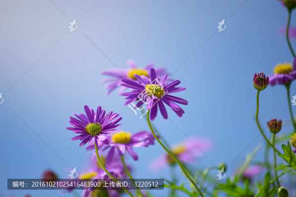 紫色的Michaelmas雛菊