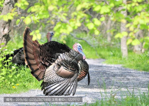 野火雞（Meleagris,gallopavo）