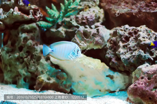 魚